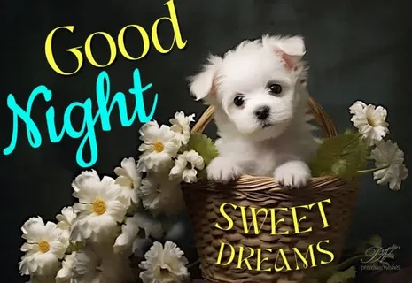  Good Night Shayari